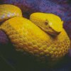 The Yellow Snake Viper Diamond Painting