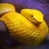 The Yellow Snake Viper Diamond Painting