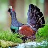 Western Capercaillie Diamond Painting