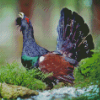 Western Capercaillie Diamond Painting