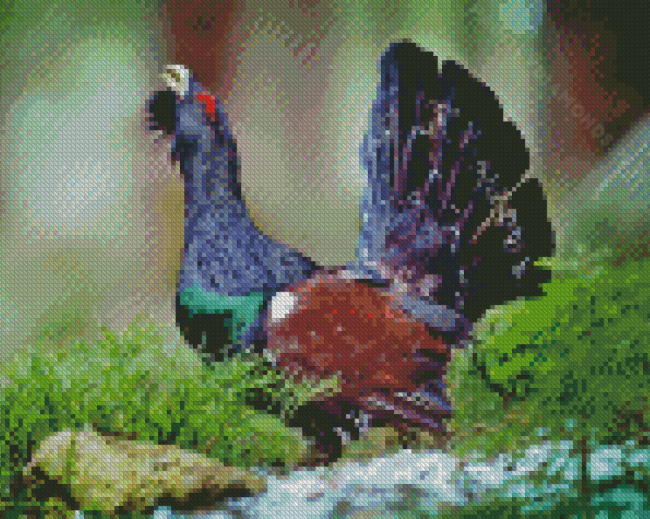 Western Capercaillie Diamond Painting