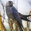 Western Jackdaw Diamond Painting