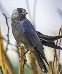 Western Jackdaw Diamond Painting