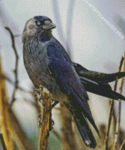 Western Jackdaw Diamond Painting