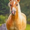 Wild Haflinger Horse Animal Diamond Painting