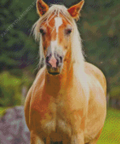 Wild Haflinger Horse Animal Diamond Painting