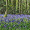 Woodland Bluebell Diamond Painting