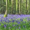 Woodland Bluebell Diamond Painting