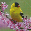 Yellow Finche Bird Diamond Painting