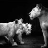 Black And White Lioness And Cubs Diamond Painting