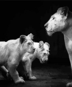 Black And White Lioness And Cubs Diamond Painting