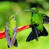 Green Hummingbird Couple Diamond Painting