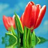 Water And Red Tulips Flowers Diamond Painting