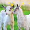 White Baby Goats Diamond Painting