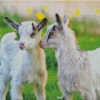 White Baby Goats Diamond Painting