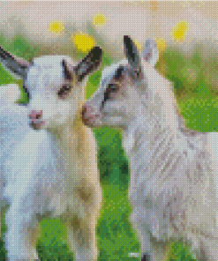 White Baby Goats Diamond Painting