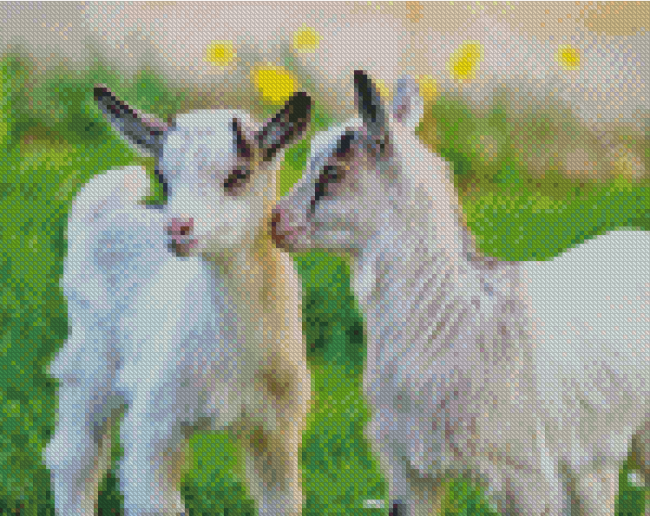 White Baby Goats Diamond Painting