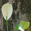 White Flamingo Flower Diamond Painting