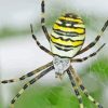 Yellow Garden Spider Toronto Diamond Painting