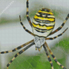 Yellow Garden Spider Toronto Diamond Painting