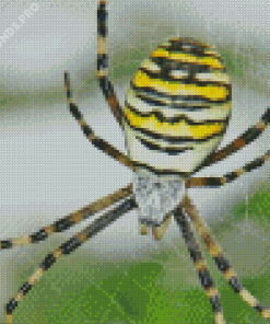 Yellow Garden Spider Toronto Diamond Painting