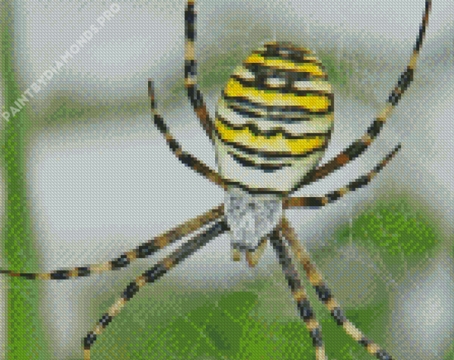 Yellow Garden Spider Toronto Diamond Painting