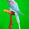 Alexandrine Parrot Diamond Painting