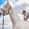 Horse With Mini Aussie Diamond Painting