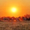 Kalahari Desert At Sunrise With Zebra Landscape Diamond Painting