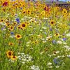 Meadow With Flowers Diamond Painting