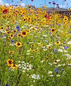 Meadow With Flowers Diamond Painting