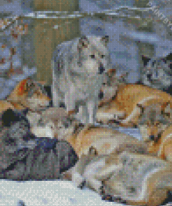 Pack Of Wolves Diamond Painting