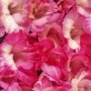 Pink Flowers Gladiolus Diamond Painting