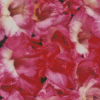 Pink Flowers Gladiolus Diamond Painting