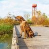 Plott Hound Diamond Painting