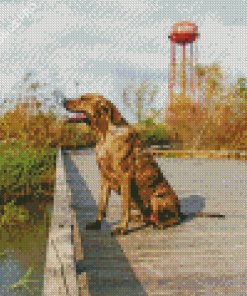 Plott Hound Diamond Painting