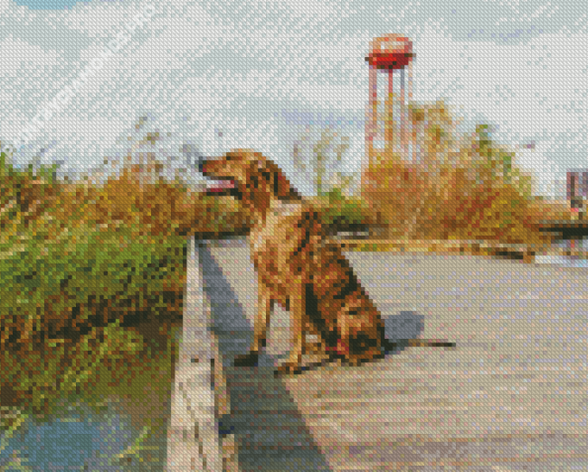 Plott Hound Diamond Painting