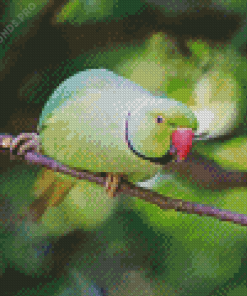 Red Neck Parrot Diamond Painting