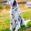 Setter Dog Diamond Painting