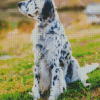 Setter Dog Diamond Painting