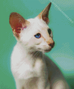 Siamese Oriental Kitten Diamond Painting