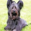 Skye Terrier Diamond Painting