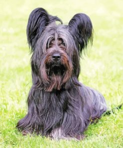 Skye Terrier Diamond Painting