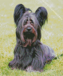 Skye Terrier Diamond Painting