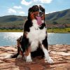 The Bernese Mountain Dog Diamond Painting