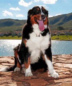 The Bernese Mountain Dog Diamond Painting