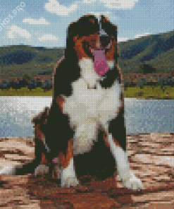 The Bernese Mountain Dog Diamond Painting