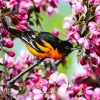 Baltimore Oriole Diamond Painting