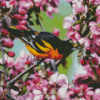 Baltimore Oriole Diamond Painting