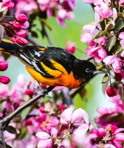 Baltimore Oriole Diamond Painting